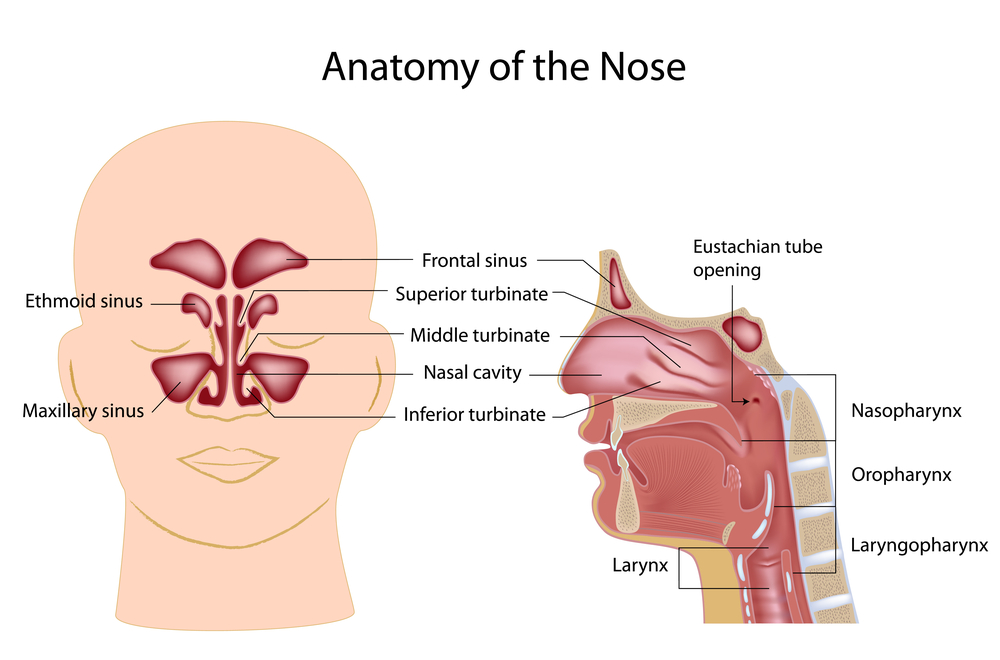 anatomy of the nose nasal turbinates