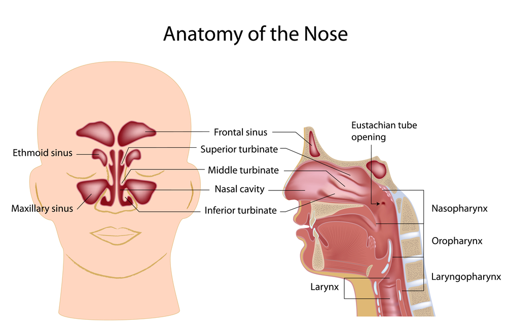 inside a stuffy nose